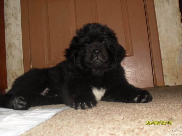 Фото: ньюфаундленд Изумруд Моей Души