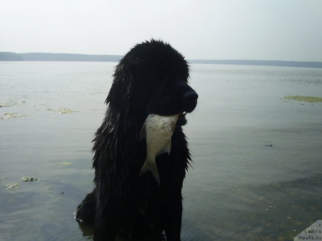 Фото: ньюфаундленд Бианка Вайт Пэрл