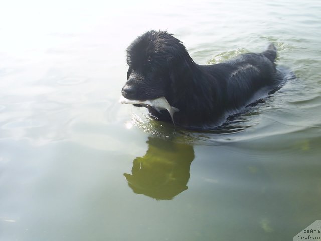 Фото: ньюфаундленд Бианка Вайт Пэрл