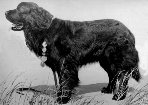 Фото: ньюфаундленд Mario vom Wolfswinkel (Марио фом Вольфсвинкель)