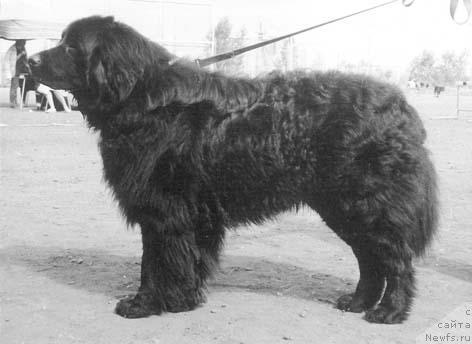 Фото: ньюфаундленд Фил Смоки Тейл