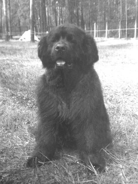 Фото: ньюфаундленд Флоко Таго