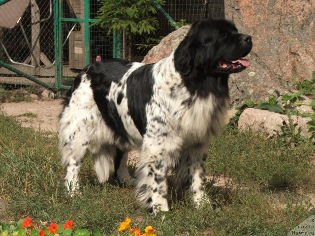 Фото: ньюфаундленд Плюшевая Панда Дэбра (Plushevaya Panda Debra)