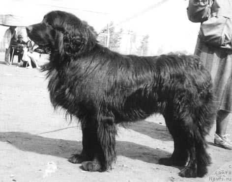 Фото: ньюфаундленд Девил Альфар