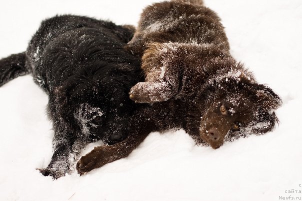 Фото: ньюфаундленд Правитель Тайги, ньюфаундленд Принц Прэй