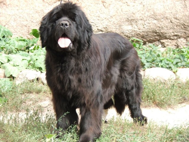 Фото: ньюфаундленд Плюшевая Панда Ко-Ко Шанэль