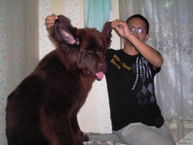 Фото: ньюфаундленд Черный Шарм Абрикосовая Карамель