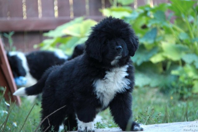 Фото: ньюфаундленд Икона Стиля