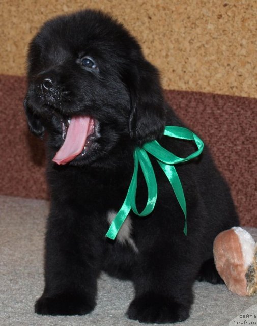 Фото: Дар СвеЗы Юника Сагитта, 40 дней