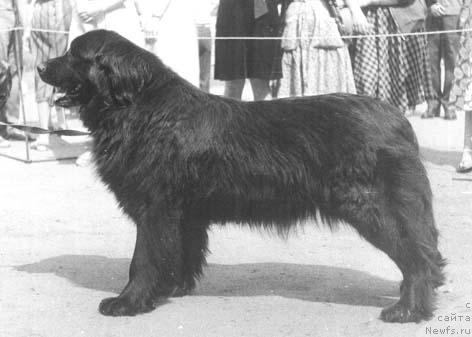 Фото: ньюфаундленд Дэнгира