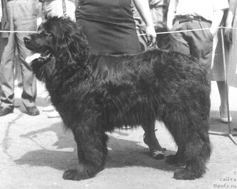Фото: ньюфаундленд Фенечка Содж Вольф