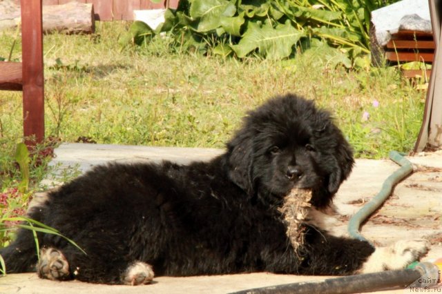 Фото: ньюфаундленд Икона Стиля