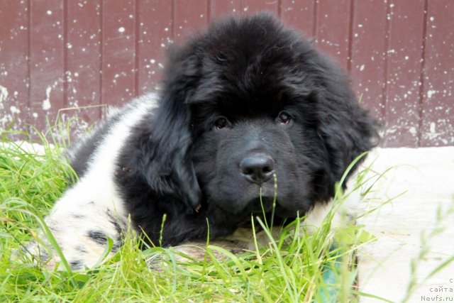 Фото: ньюфаундленд Аквиан Сонг Зес Трибьют ту Фешен