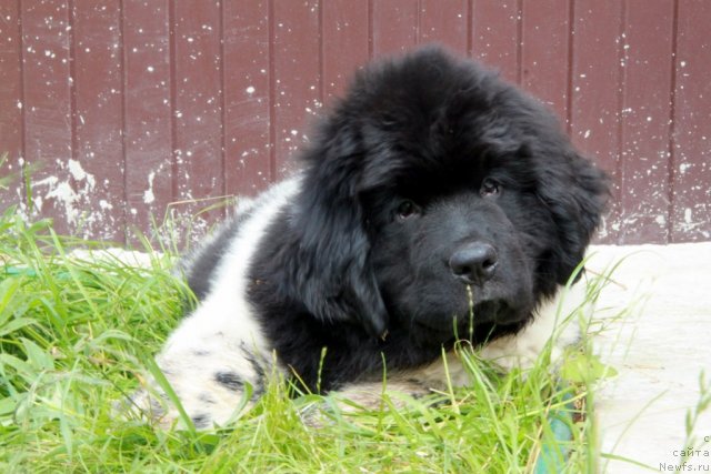 Фото: ньюфаундленд Аквиан Сонг Зес Трибьют ту Фешен