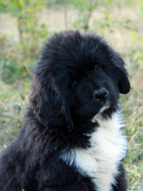 Фото: ньюфаундленд Икона Стиля