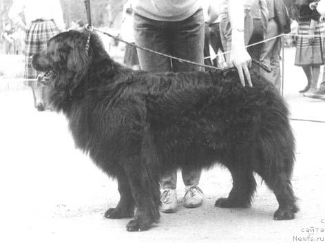 Фото: ньюфаундленд Шейла Вуг