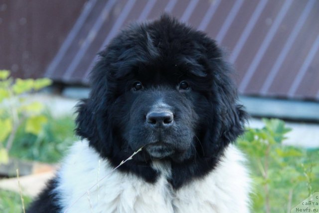 Фото: ньюфаундленд Аквиан Сонг Зиппи Панда