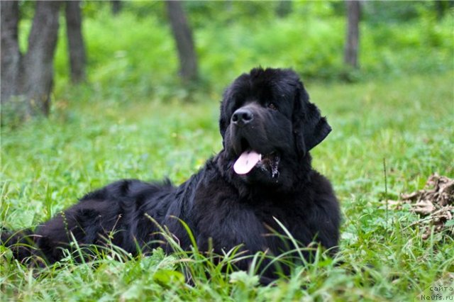 Фото: ньюфаундленд Зинедин из Сибирской Глубинки