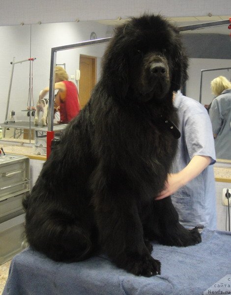 Фото: ньюфаундленд Зинедин из Сибирской Глубинки