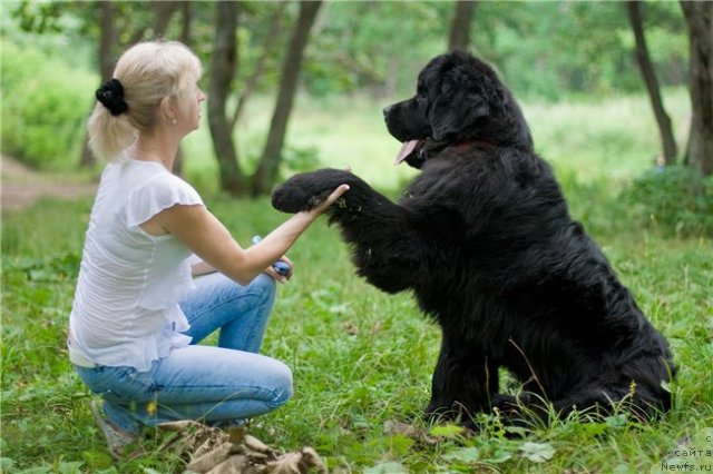 Фото: ньюфаундленд Зинедин из Сибирской Глубинки