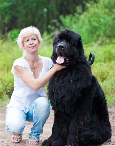 Фото: ньюфаундленд Зинедин из Сибирской Глубинки