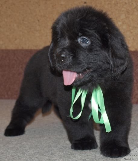 Фото: Дар СвеЗы Юлика Апус, 40 дней