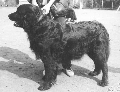 Фото: ньюфаундленд Вильма Ескри