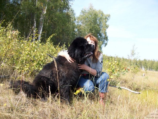 Фото: ньюфаундленд Карат из Медвежьего Яра (Karat iz Medvejyego Yara)