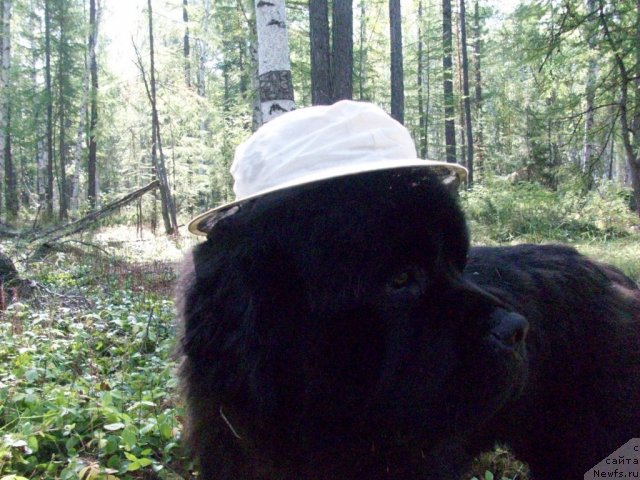 Фото: ньюфаундленд Карат из Медвежьего Яра (Karat iz Medvejyego Yara)