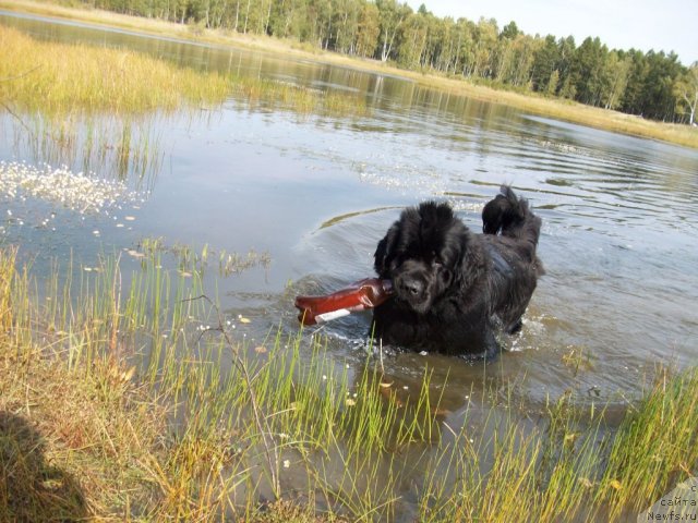 Фото: ньюфаундленд Ярада из Сибирской Глубинки (Yarada iz Sibirskoy Glubinki)