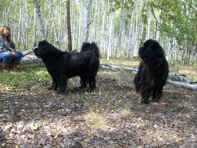Фото: ньюфаундленд Ярада из Сибирской Глубинки (Yarada iz Sibirskoy Glubinki)