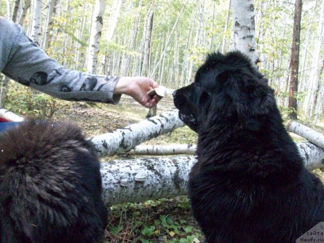 Фото: ньюфаундленд Ярада из Сибирской Глубинки (Yarada iz Sibirskoy Glubinki)