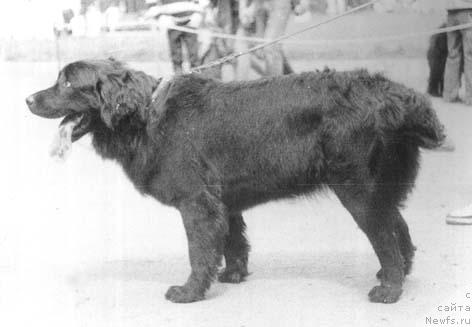 Фото: ньюфаундленд Кэрри Мальхан