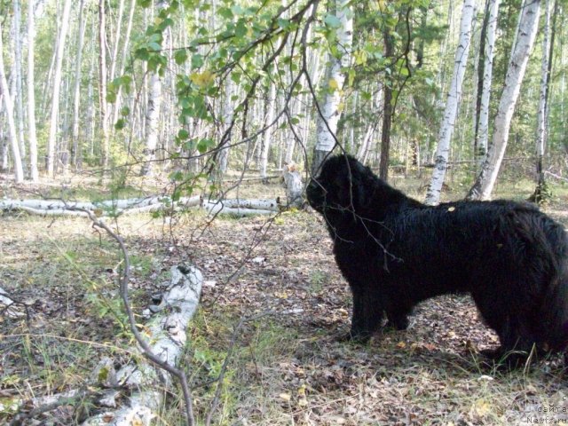 Фото: ньюфаундленд Ярада из Сибирской Глубинки (Yarada iz Sibirskoy Glubinki)