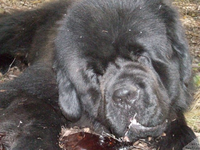 Фото: ньюфаундленд Карат из Медвежьего Яра (Karat iz Medvejyego Yara)