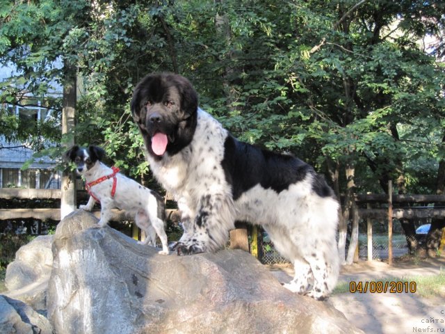 Фото: ньюфаундленд Плюшевая Панда Стиль-Санкт-Петербурга, малышка Сима