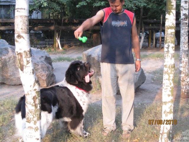 Фото: ньюфаундленд Плюшевая Панда Стиль-Санкт-Петербурга