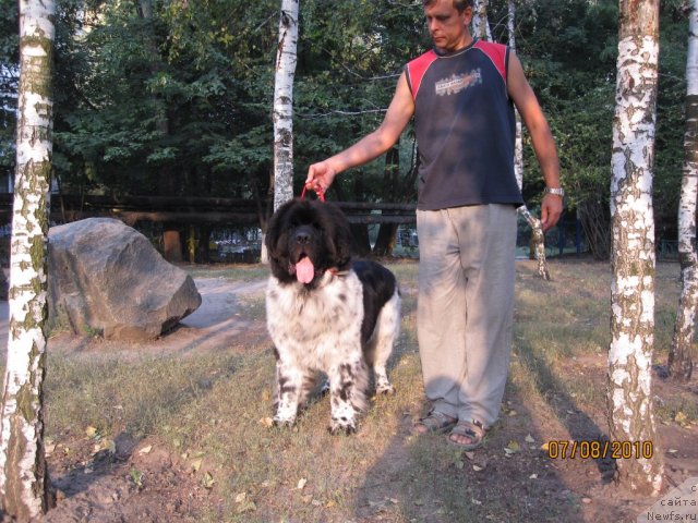 Фото: ньюфаундленд Плюшевая Панда Стиль-Санкт-Петербурга, папа Вадим