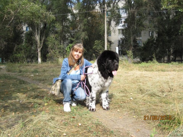 Фото: ньюфаундленд Плюшевая Панда Стиль-Санкт-Петербурга, Светлана Мороз