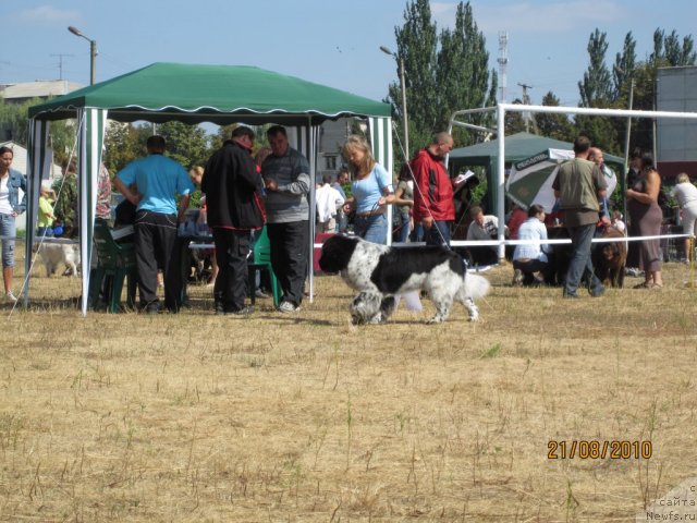 Фото: ньюфаундленд Плюшевая Панда Стиль-Санкт-Петербурга