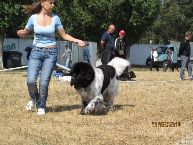 Фото: ньюфаундленд Плюшевая Панда Стиль-Санкт-Петербурга
