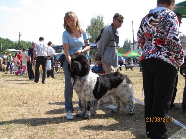 Фото: ньюфаундленд Плюшевая Панда Стиль-Санкт-Петербурга, Светлана Мороз
