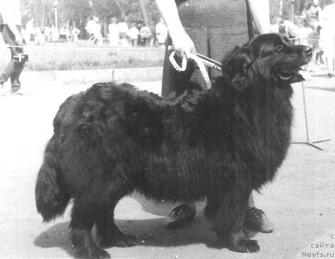 Фото: ньюфаундленд Ульфа Улли