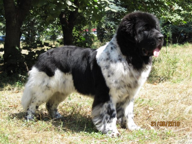 Фото: ньюфаундленд Плюшевая Панда Стиль-Санкт-Петербурга