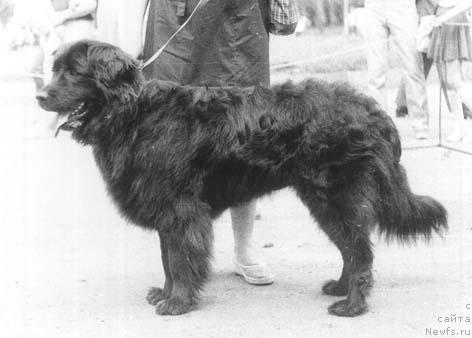 Фото: ньюфаундленд Панна Делси Амар