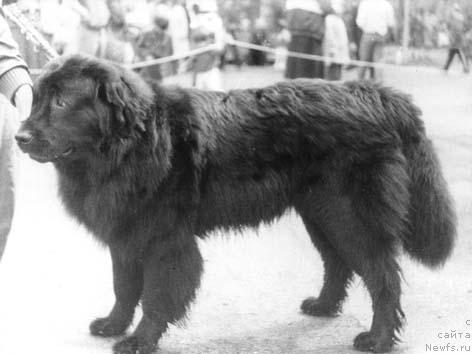 Фото: ньюфаундленд Арджарс Алдарт