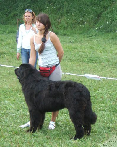 Фото: ньюфаундленд Очень Важная Персона