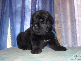 Фото: Ньюфорт Настоящий Мачо, щенок от, ньюфаундленд Фелиция