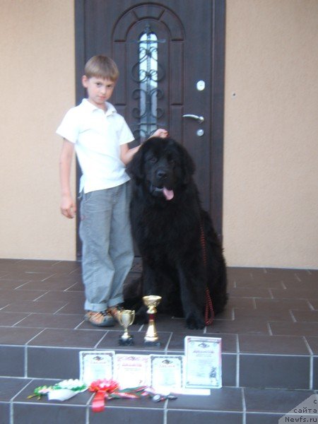 Фото: ньюфаундленд Очень Важная Персона