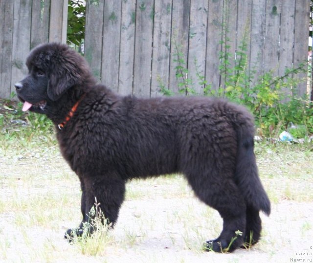 Фото: ньюфаундленд Бегущая по Волнам Харизма (Beguschaya po Volnam Harizma)